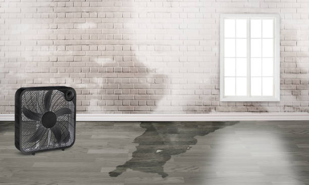 Best Water damage restoration near me  in Marlene Village, OR
